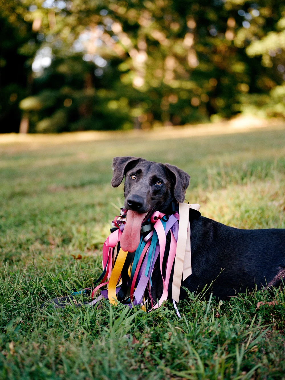 In her ribboned party outfit at TC Steele State Historic Site.